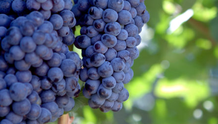 Wine Grapes